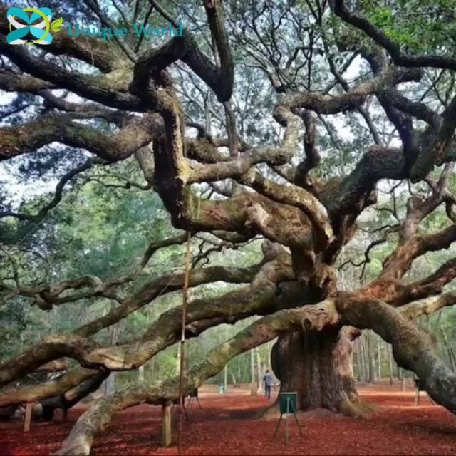 Có thể bạn không tin nhưng cái cây này đã 1500 tuổi