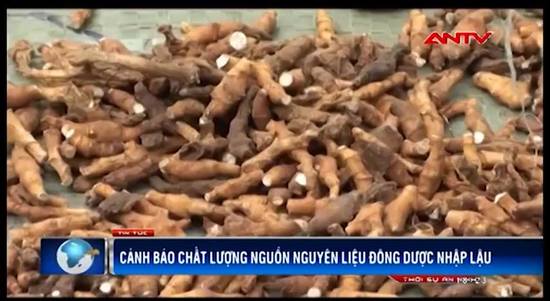ANTV: Cảnh báo chất lượng nguồn nguyên liệu Đông Dược nhập lậu
