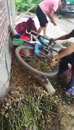 Cách thu hoạch  lạc bằng XE ĐẠP cực hay chưa ai biết