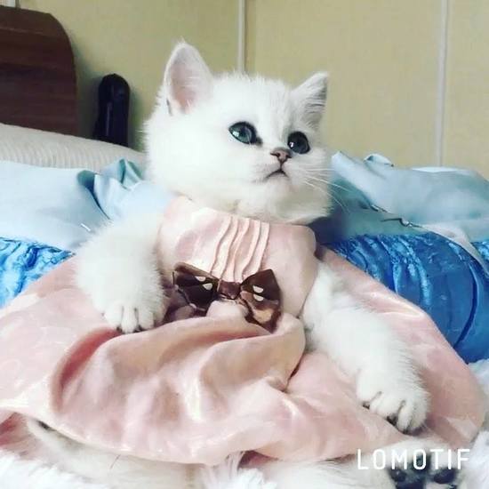 Đây chắc hẳn là công chúa của loài mèo