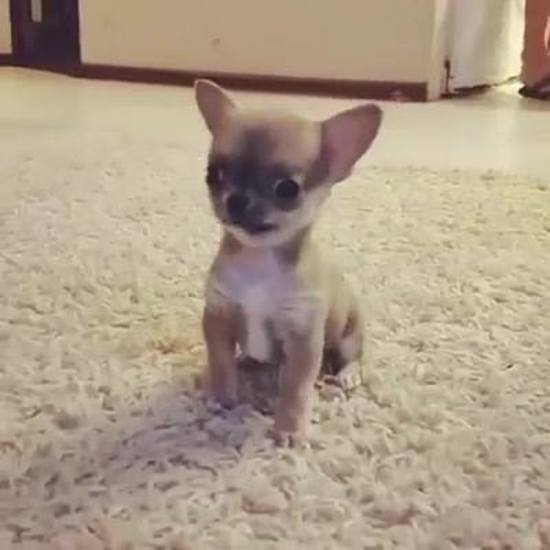Các bạn của thấy bé Lu nguy hiểm thế nào chưa ?
