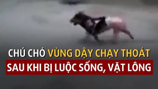 Chú chó vùng dậy chạy thoát sau khi bị luộc sống, vặt lông tại Trung Quốc